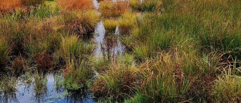 Re-wet peatland