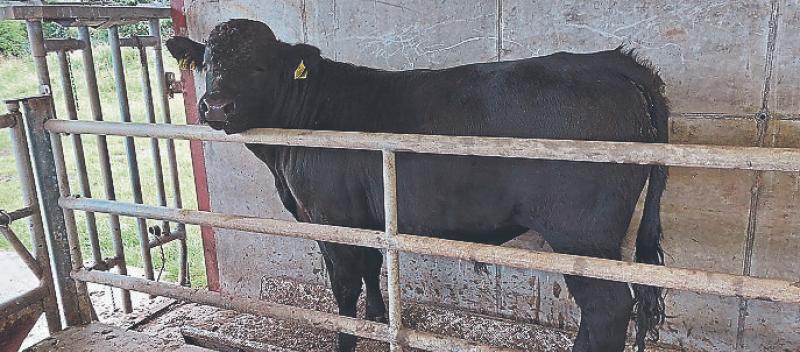 cow