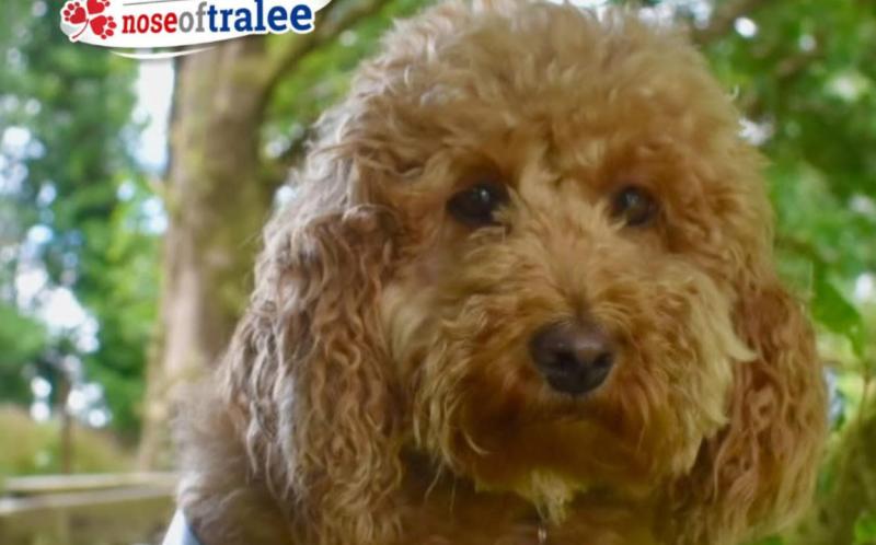 Nora for Nose of Tralee