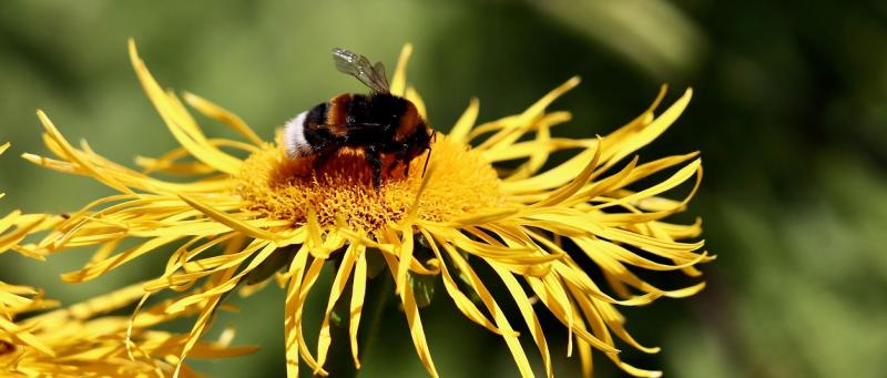 bumblebee