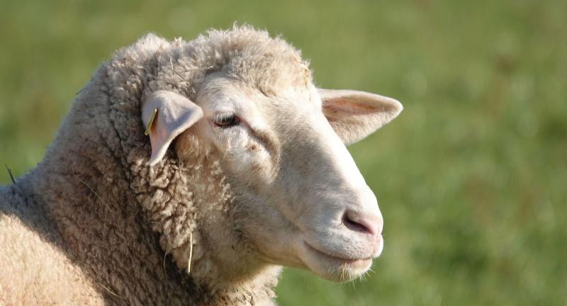 Sheep