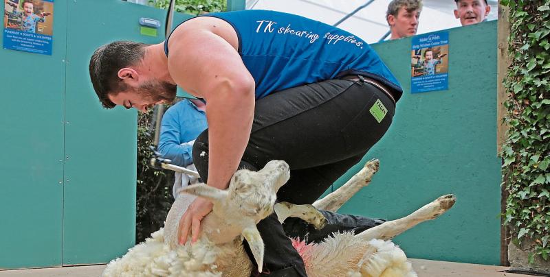 sheep shearing