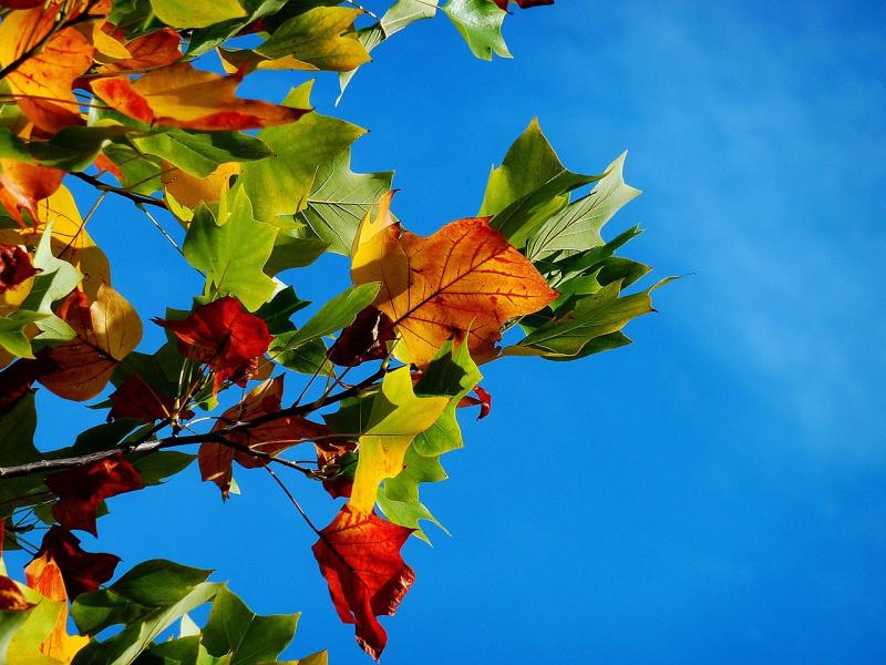 autumn