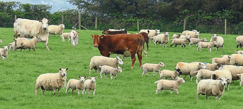 Longford farming fall - CSO figures show alarming drop in cattle and sheep numbers