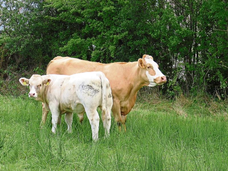 Reminder for Longford farmers that €75 is available per calf in New Beef Welfare Scheme