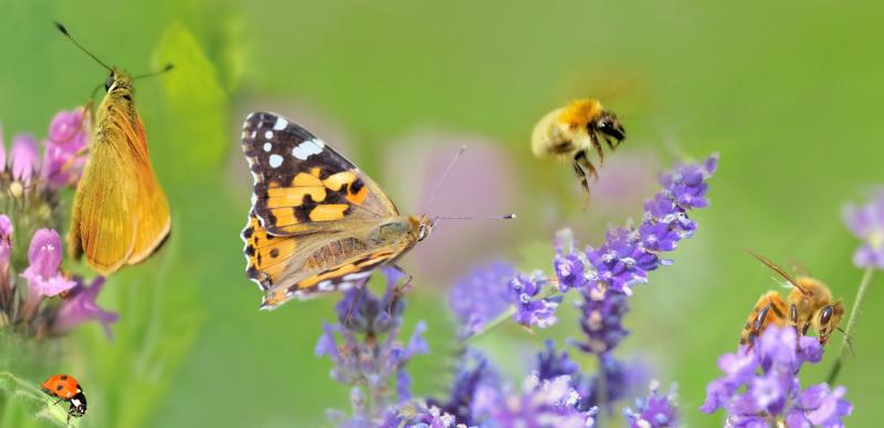 biodiversity