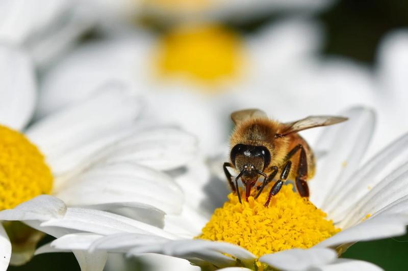 bee