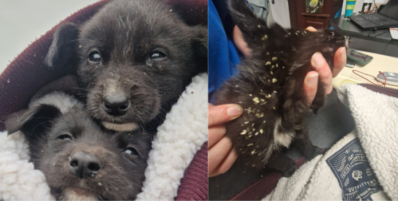 'Thrown out like rubbish'- Animal rescue horrified at condition two puppies found in 