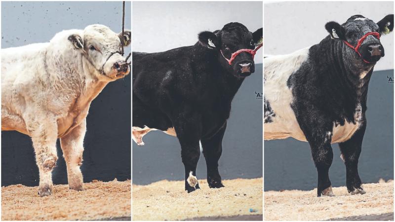 Belgian Blues cow