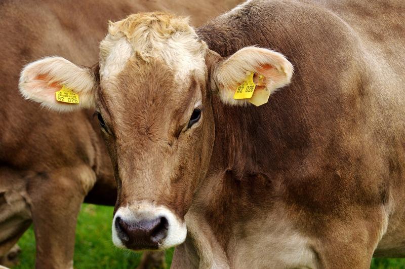 Longford farming: ICSA say processors must halt livestock imports