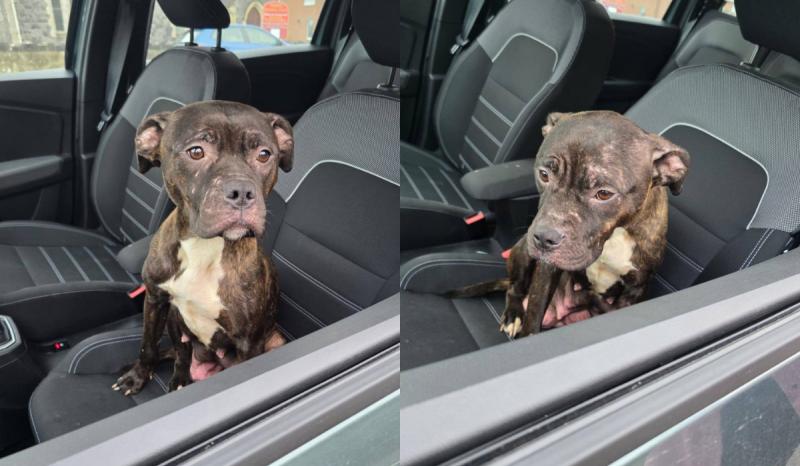 Missing dog Longford