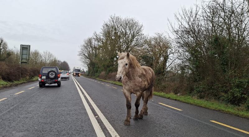Horse loose on N63 Roscommon to Longford road 
