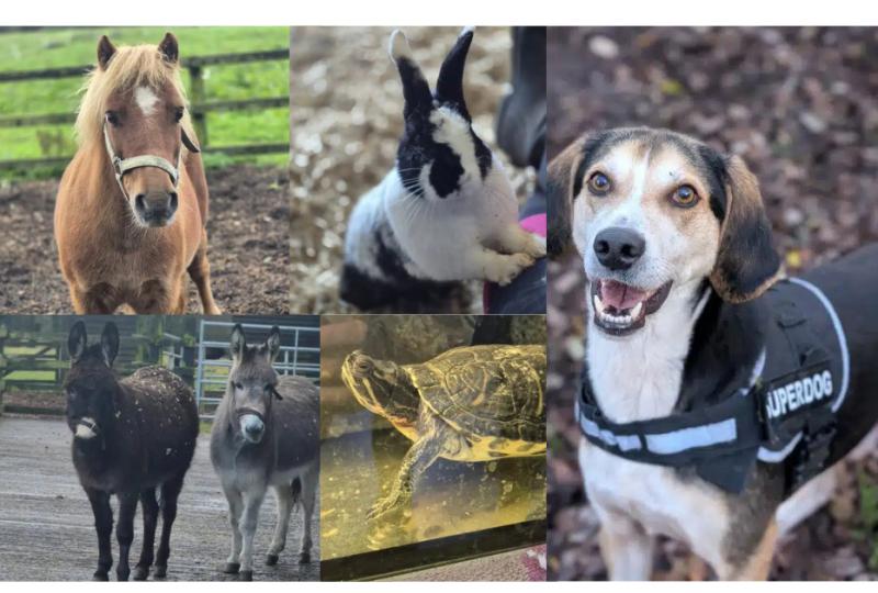 PICTURES: Lovely donkey duo Betty and Norah are among many animals at NSPCA Longford