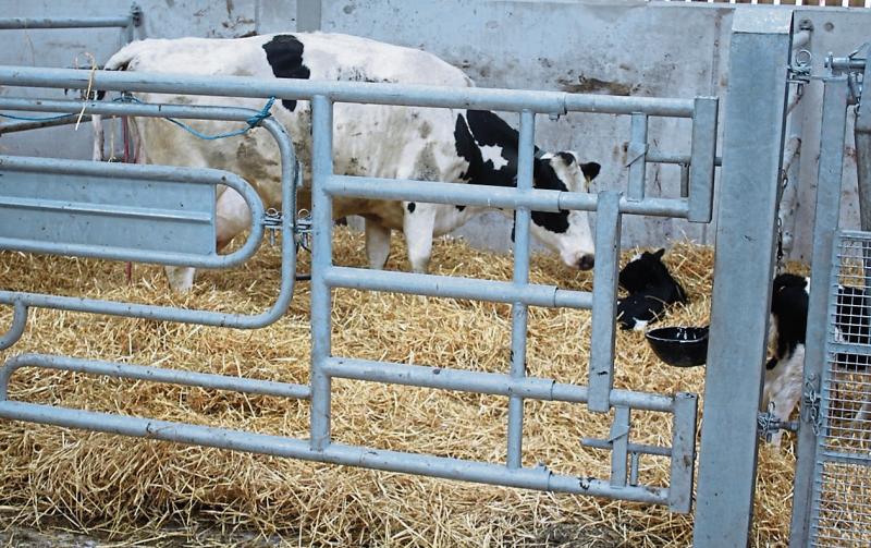 Longford farming news: 'Recognise the risk' -When a quiet cow can turn aggressive