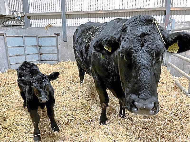 Longford 2026 calving season: Personal safety and aiming for healthy calves on the ground
