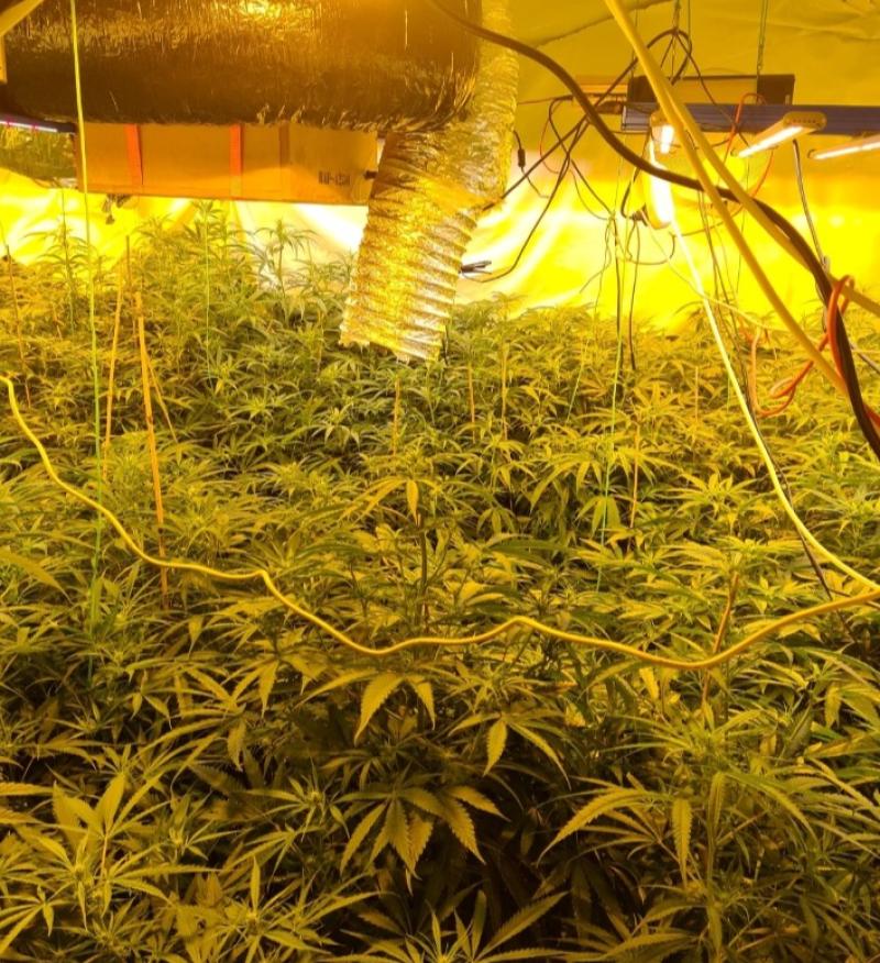 Garda&iacute; arrest two men following &euro;195,000 Arva cannabis grow house bust