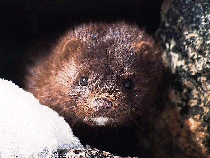 File Photo: Mink