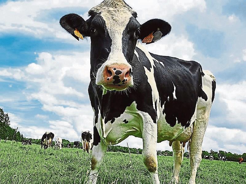 Aurivo decision to cut its October milk price by 1cpl ‘will disappoint suppliers'