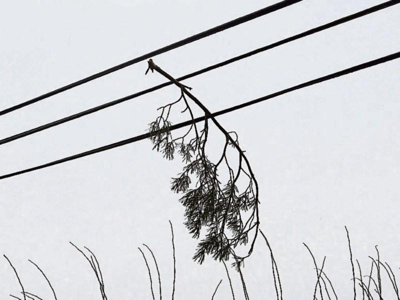 Batten down the hatches: Met Éireann issues yellow wind warning for Longford