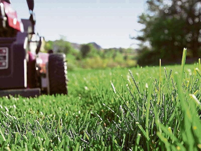 Grass verges in Longford left uncut due to Covid-19