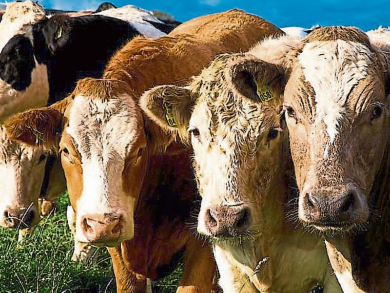 Beef farming