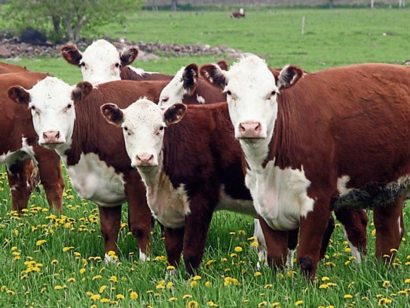 Beef crisis