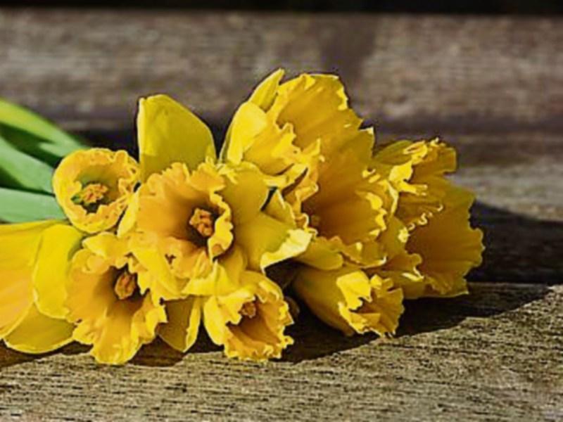Longford Daffodil Day street collections cancelled by Irish Cancer Society over threat of coronavirus