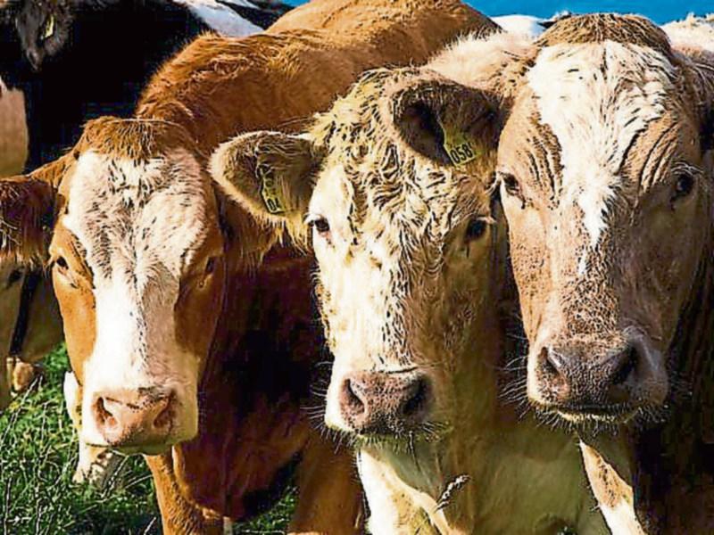 Cattle prices are rising say IFA