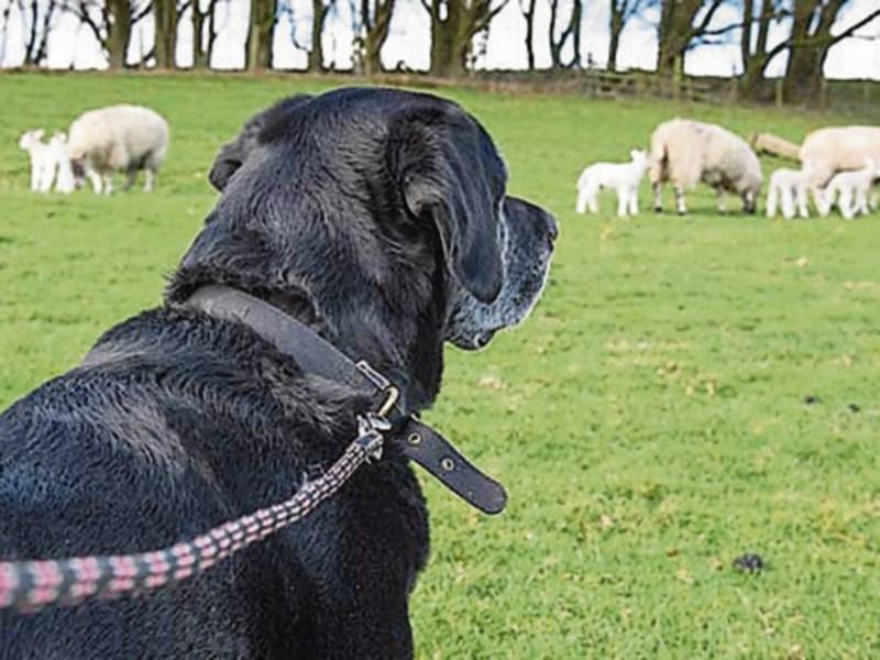 Zapping or training? The line between cruelty and necessity in electric dog collars