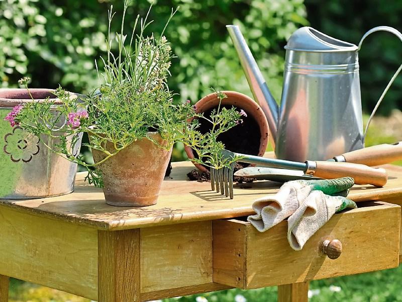 In The Garden with Jo: May in the garden