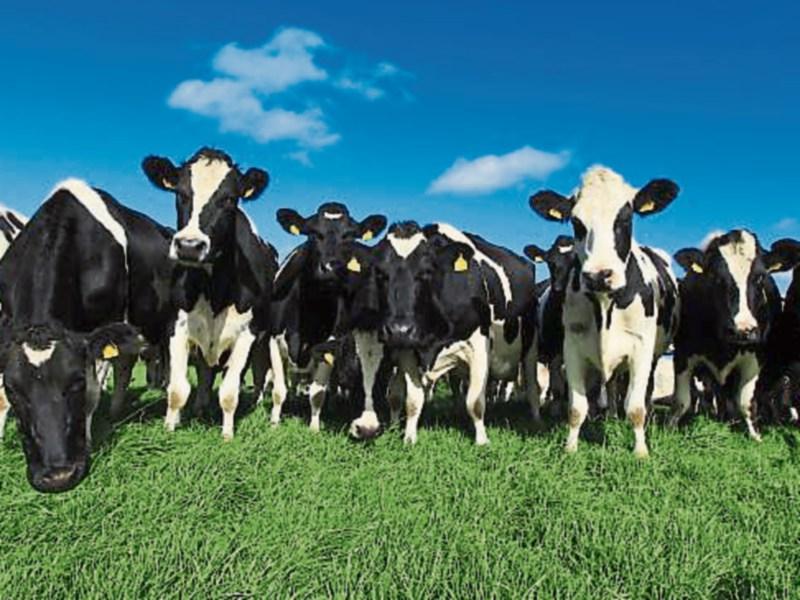 Glanbia