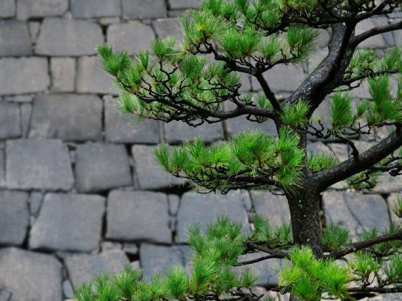 Gardening: The art of niwaki and topiary