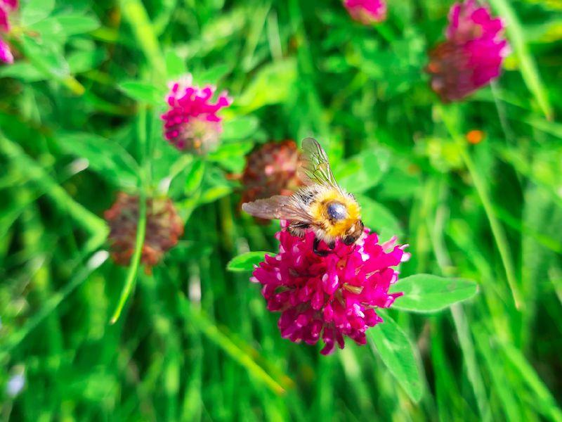  Wildlife Watch: Could you spot a fake flying teddy bear?