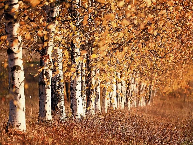 Gardening with Jo: Trees for a reason this season