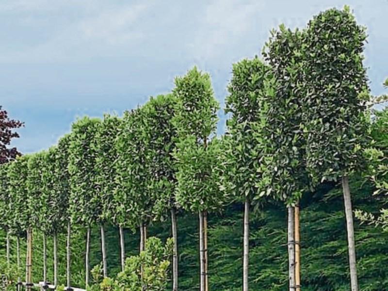 Gardening With Jo: Getting set for the autumn season