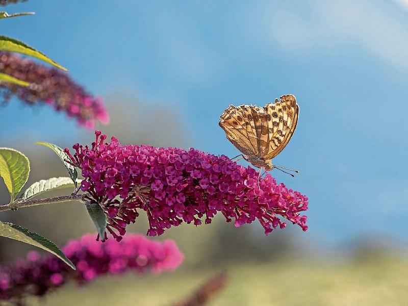 Green Fingers: Plants that will attract butterflies - Longford Live