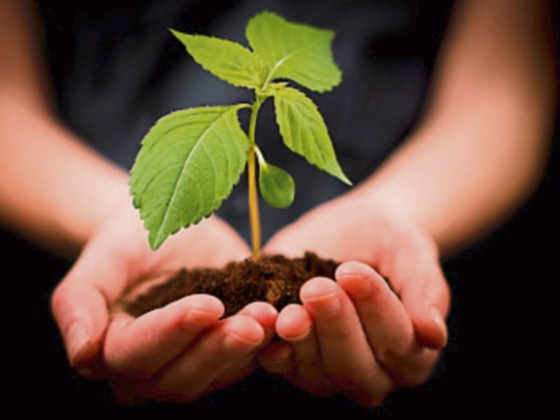 Plant a tree this weekend with National Woodland Trust Longford Live