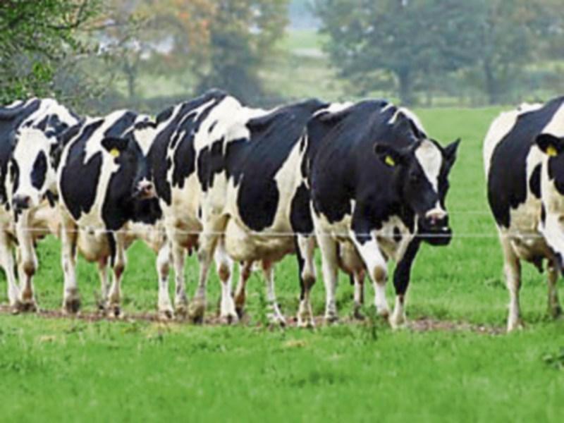 Longford farmers will benefit from continued availability of nitrates derogation
