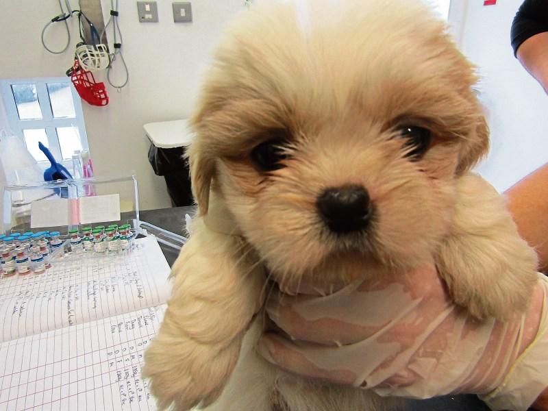 Longford ISPCA seek homes for pups seized at Scottish port