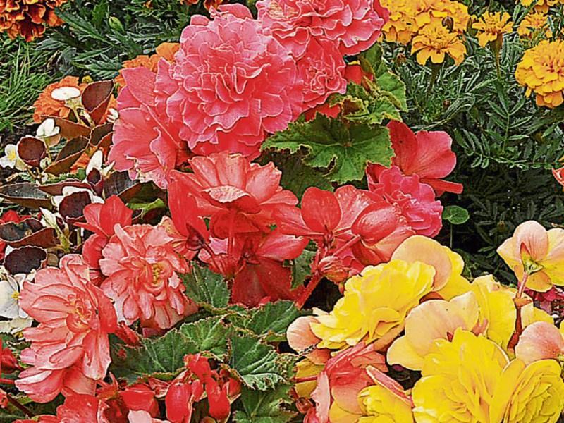 Closing date looms for garden contest