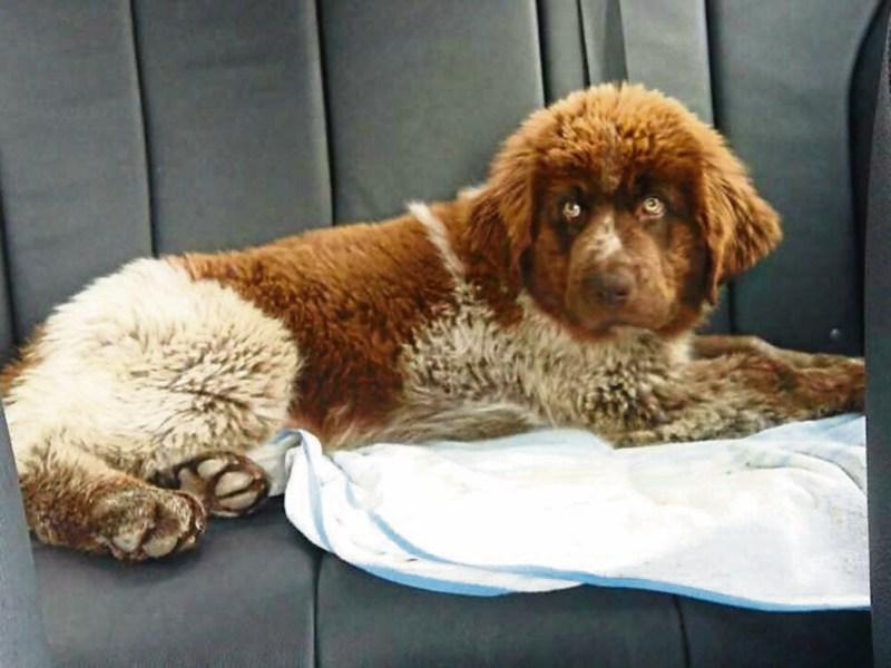 Sad end to search for Longford créche pup