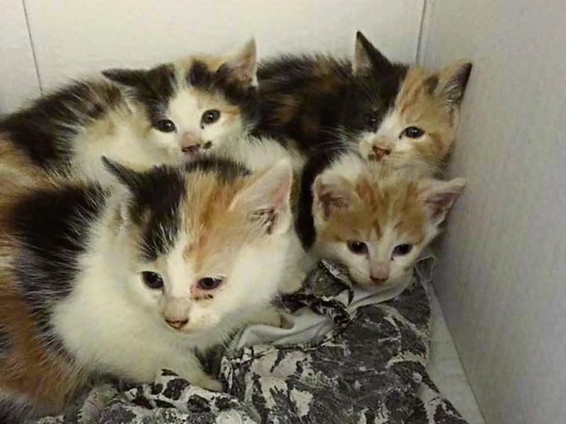 Kitten and cat crisis for Longford SPCA
