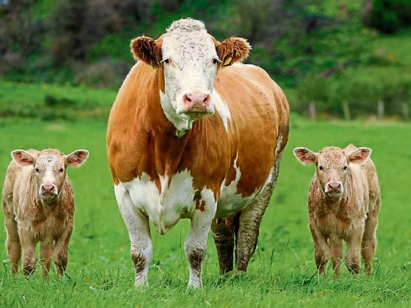 'Serious competition issues' must be addressed to aid Longford farmers