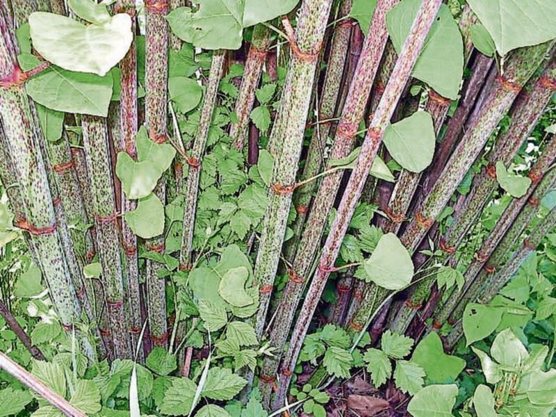 Shock over Japanese Knotweed epidemic