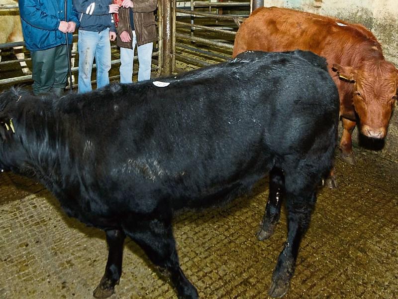 Major Livestock event for Carrick-on-Shannon