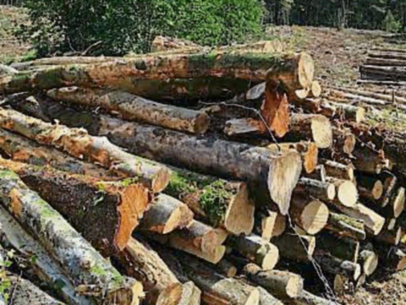 Alleged felling of protected trees in Longford