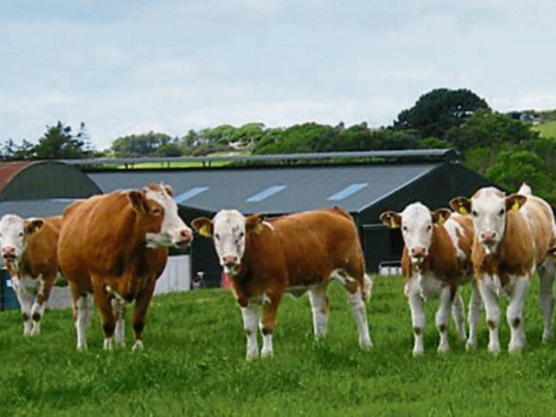 Longford farmers warned as ICSA chief says sustainable downsizing may be needed