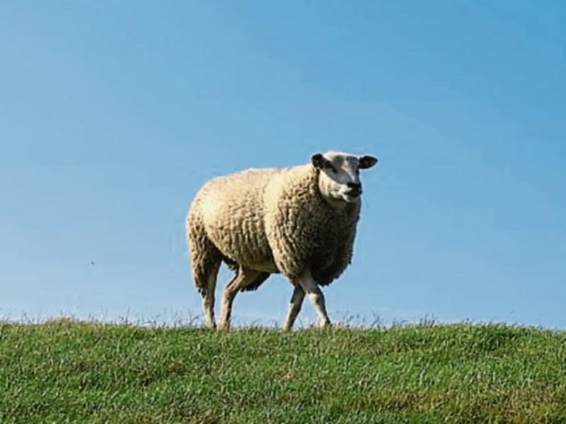 Call to accommodate young Longford farmers in new sheep scheme