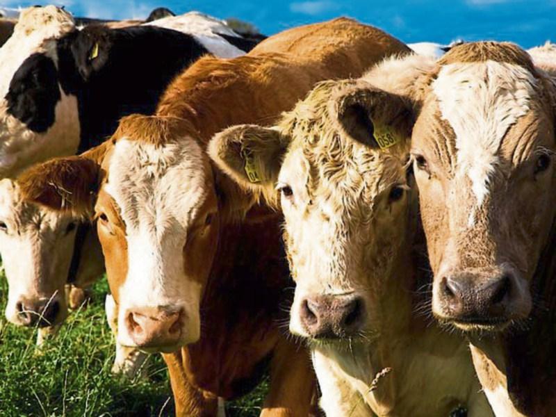 Cattle supplies tighter and prices stronger