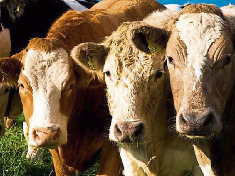 Department issues advice on use of antibiotics for foot bathing cattle